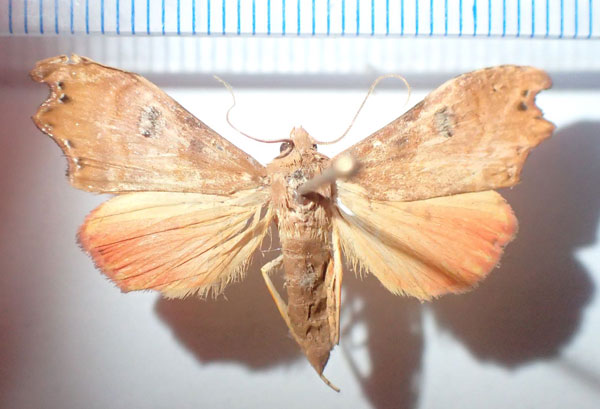 /filer/webapps/moths/media/images/I/incertana_Hondryches_AF_Bippus.jpg