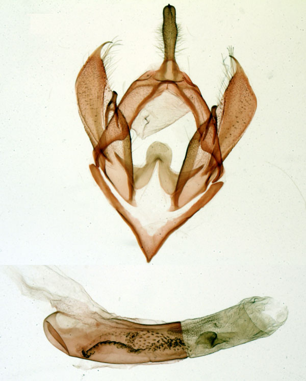 /filer/webapps/moths/media/images/I/incertana_Rhynchodes_GMHT_MNHN_3306.jpg