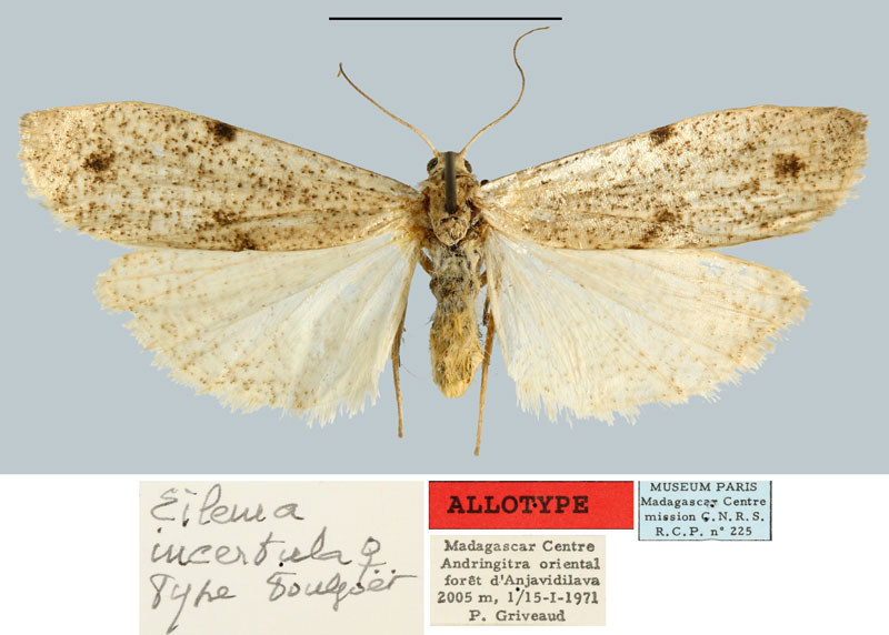 /filer/webapps/moths/media/images/I/incertula_Eilema_AT_MNHN.jpg