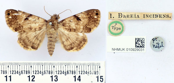 /filer/webapps/moths/media/images/I/incidens_Bareia_HT_BMNH.jpg