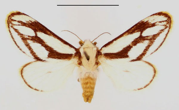 /filer/webapps/moths/media/images/I/incincta_Parapluda_AF_BMNH.jpg
