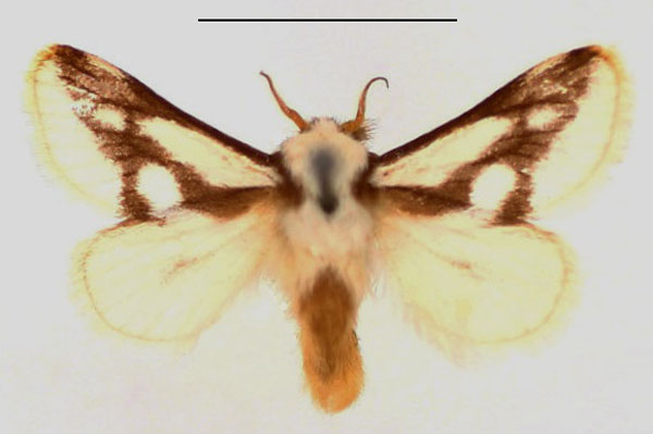 /filer/webapps/moths/media/images/I/incincta_Parapluda_AM_BMNH.jpg