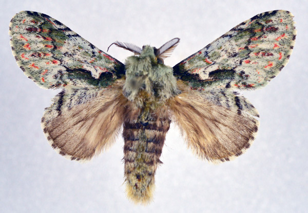 /filer/webapps/moths/media/images/I/incisus_Crestonica_AM_NHMO.jpg