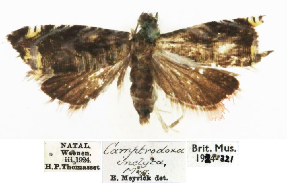 /filer/webapps/moths/media/images/I/inclyta_Camptrodoxa_HT_BMNH.jpg