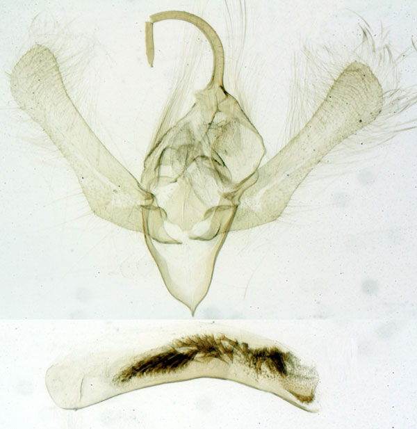 /filer/webapps/moths/media/images/I/incognita_Eulocastra_GMHT_MNHN_612.jpg