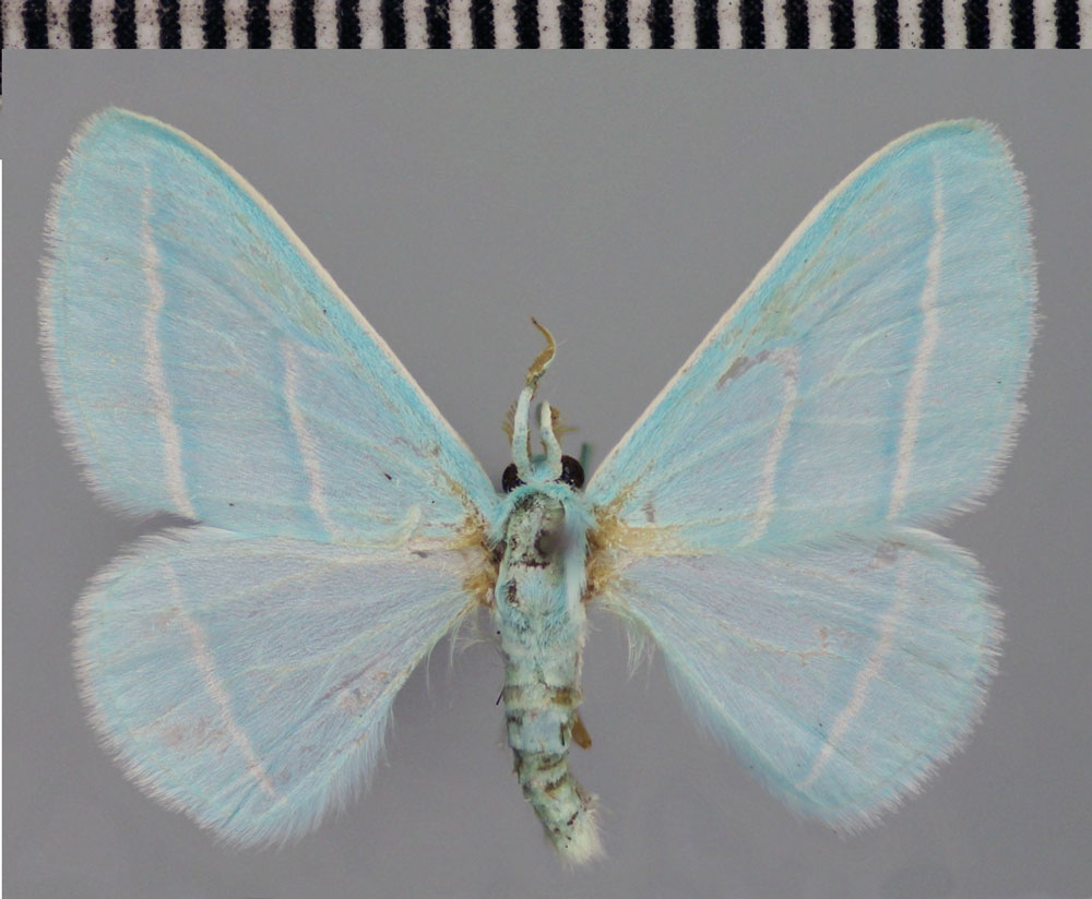 /filer/webapps/moths/media/images/I/incognita_Trimetopia_HT_ZSM.jpg