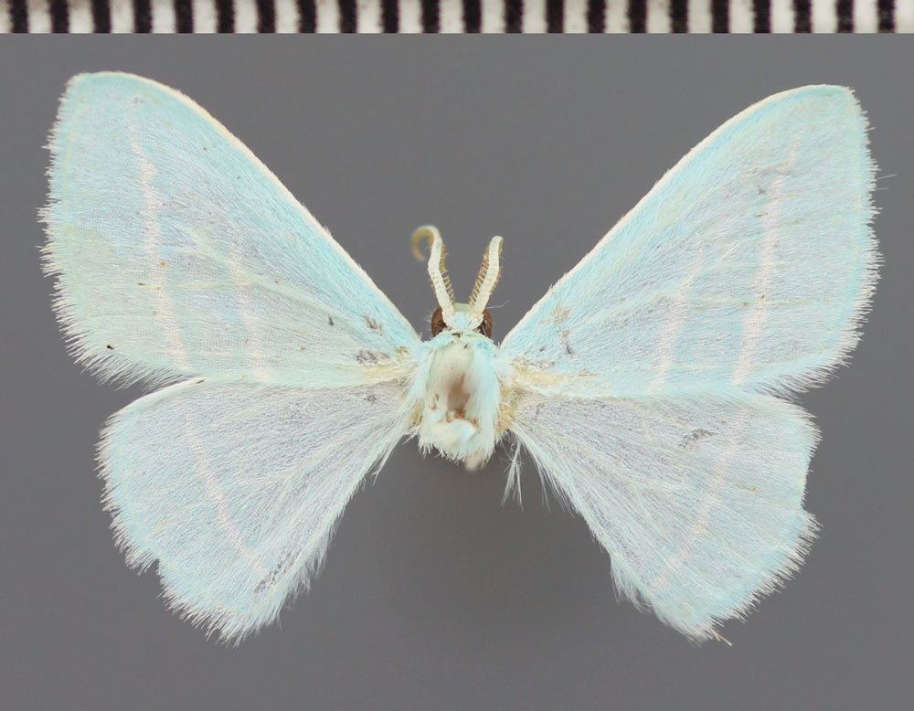 /filer/webapps/moths/media/images/I/incognita_Trimetopia_PTM_ZSM.jpg