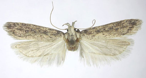 /filer/webapps/moths/media/images/I/incola_Scrobipalpa_AF_NHMO.jpg