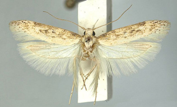 /filer/webapps/moths/media/images/I/incola_Scrobipalpa_AF_TMSA.jpg