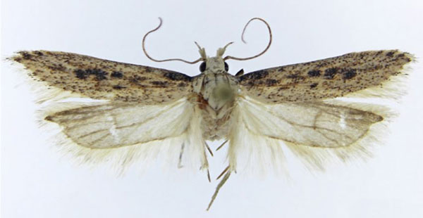 /filer/webapps/moths/media/images/I/incola_Scrobipalpa_AM_NHMO.jpg