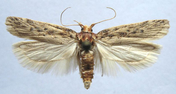 /filer/webapps/moths/media/images/I/incola_Scrobipalpa_AM_TMSA_01.jpg