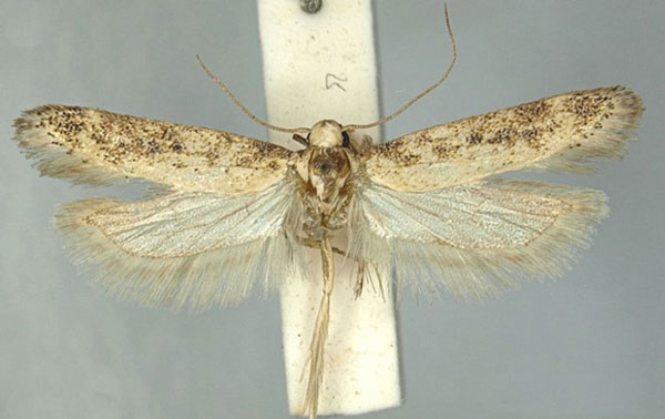 /filer/webapps/moths/media/images/I/incola_Scrobipalpa_AM_TMSA_02.jpg
