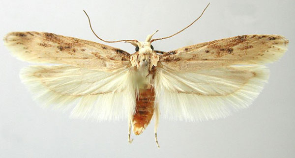 /filer/webapps/moths/media/images/I/incola_Scrobipalpa_AM_ZMHB.jpg