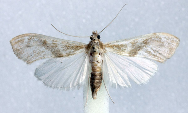 /filer/webapps/moths/media/images/I/incoloralis_Agathodes_AM_Agassiz.jpg