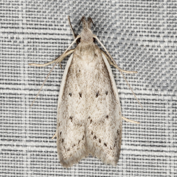 /filer/webapps/moths/media/images/I/incolumis_Odites_A_Heyns_02.JPG