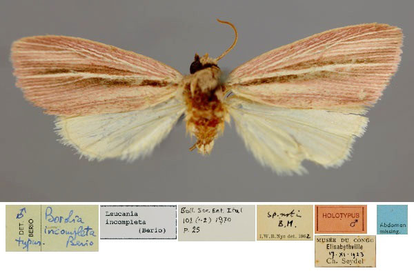 /filer/webapps/moths/media/images/I/incompleta_Leucania_HT_RMCA_01.jpg