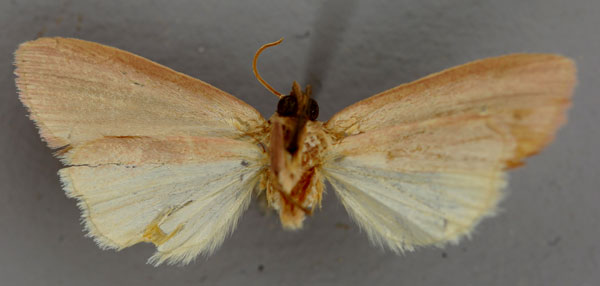 /filer/webapps/moths/media/images/I/incompleta_Leucania_HT_RMCA_02.jpg