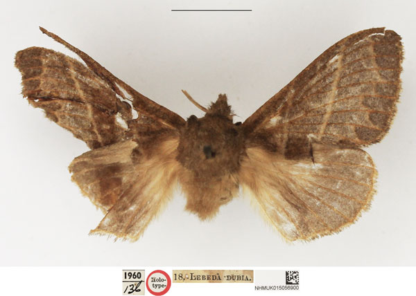 /filer/webapps/moths/media/images/I/incompta_Eriogaster_HT_NHMUK.jpg