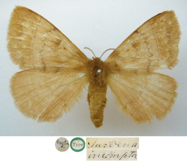 /filer/webapps/moths/media/images/I/incompta_Sarvena_HT_NHMUKa.jpg