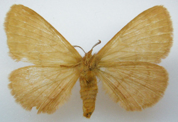/filer/webapps/moths/media/images/I/incompta_Sarvena_HT_NHMUKb.jpg