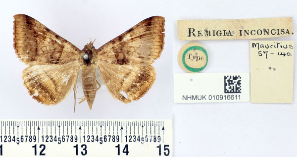 /filer/webapps/moths/media/images/I/inconcisa_Remigia_HT_BMNH.jpg