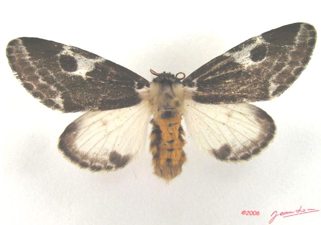 /filer/webapps/moths/media/images/I/inconcisa_Sciatta_AF_RMCA.jpg