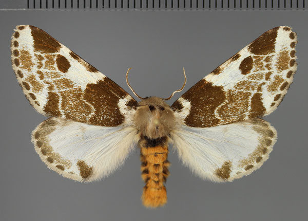 /filer/webapps/moths/media/images/I/inconcisa_Sciatta_AM_Fiebig.jpg