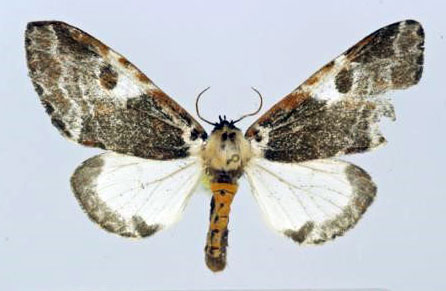 /filer/webapps/moths/media/images/I/inconcisa_Sciatta_AM_Poirrier.jpg