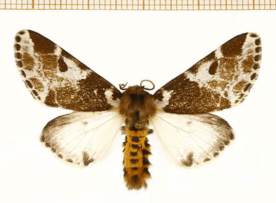 /filer/webapps/moths/media/images/I/inconcisa_Sciatta_AM_RMCA.jpg