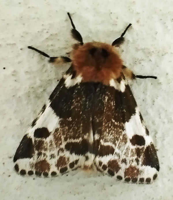 /filer/webapps/moths/media/images/I/inconcisa_Sciatta_A_Akite.jpg
