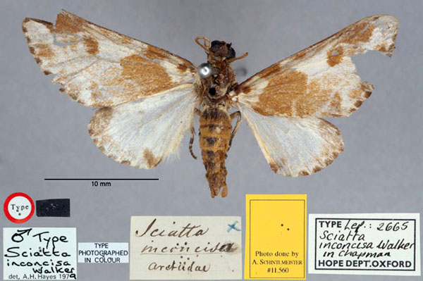 /filer/webapps/moths/media/images/I/inconcisa_Sciatta_HT_OUMNH_01.jpg