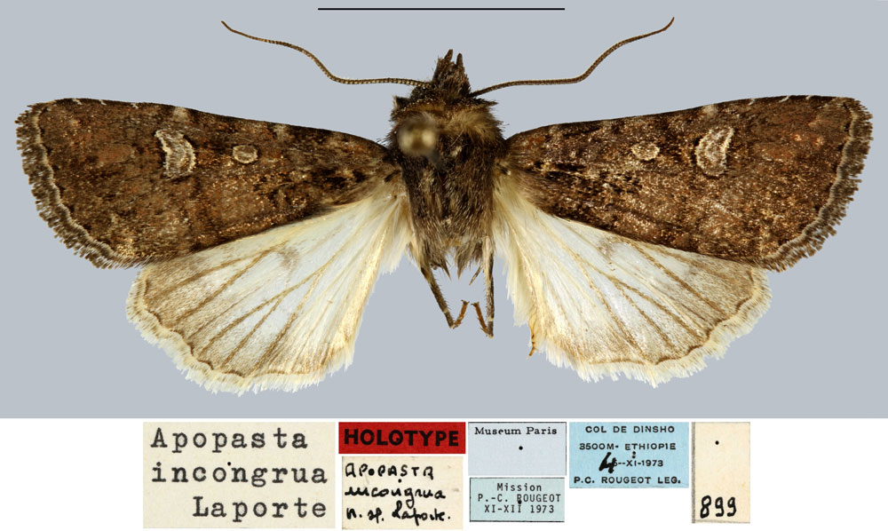 /filer/webapps/moths/media/images/I/incongrua_Apospasta_HT_MNHN.jpg