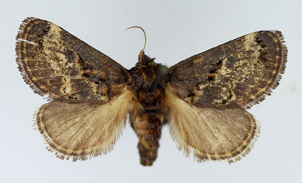 /filer/webapps/moths/media/images/I/inconsequens_Scotinochroa_AF_TMSA.jpg