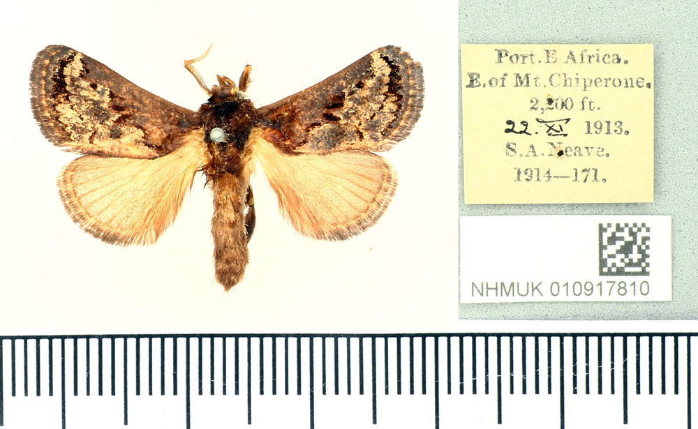 /filer/webapps/moths/media/images/I/inconsequens_Scotinochroa_AM_BMNH.jpg