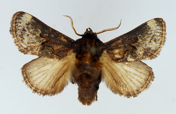 /filer/webapps/moths/media/images/I/inconsequens_Scotinochroa_AM_TMSA.jpg