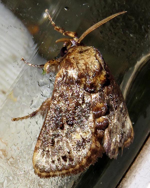 /filer/webapps/moths/media/images/I/inconsequens_Scotinochroa_A_Braun_05.jpg