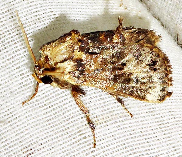/filer/webapps/moths/media/images/I/inconsequens_Scotinochroa_A_Braun_06.jpg