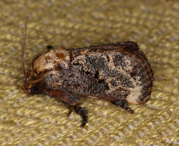 /filer/webapps/moths/media/images/I/inconsequens_Scotinochroa_A_Roland_01.jpg