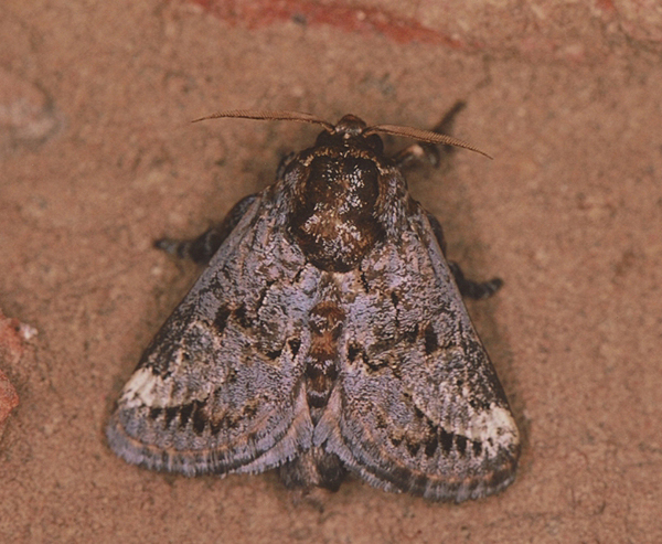 /filer/webapps/moths/media/images/I/inconsequens_Scotinochroa_A_Roland_01_ifLQTo2.jpg