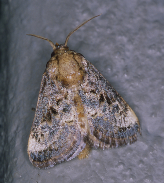 /filer/webapps/moths/media/images/I/inconsequens_Scotinochroa_A_Roland_01_v02stmZ.jpg