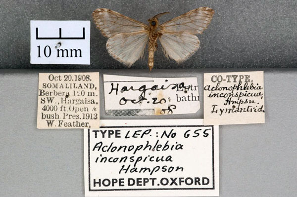 /filer/webapps/moths/media/images/I/inconspicua_Aclonophlebia_ST_OUMNH_02.jpg