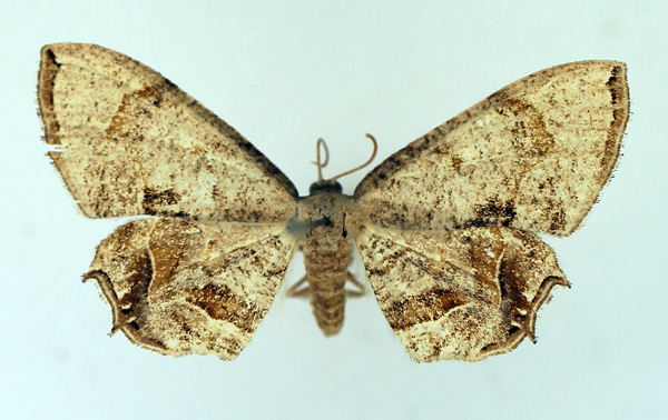 /filer/webapps/moths/media/images/I/inconspicua_Epiplema_AF_TMSA.jpg
