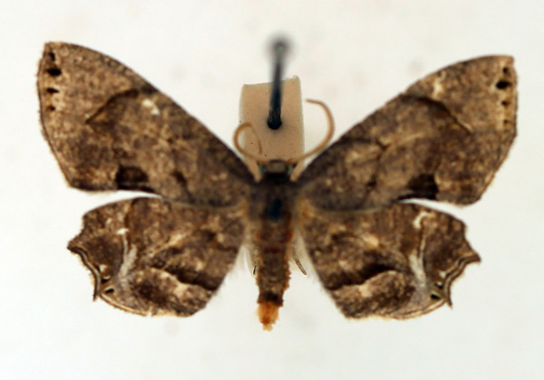 /filer/webapps/moths/media/images/I/inconspicua_Epiplema_AM_TMSA.jpg