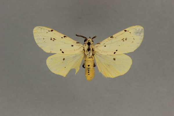 /filer/webapps/moths/media/images/I/inconspicua_Eyralpenus_ST_BMNH.jpg