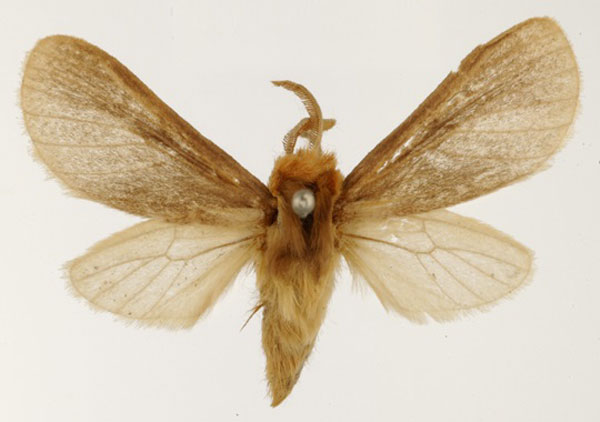 /filer/webapps/moths/media/images/I/inconspicua_Metarctia_HT_USNM_01.jpg