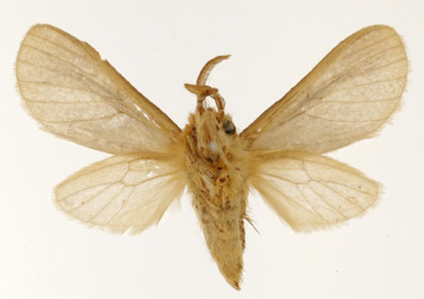 /filer/webapps/moths/media/images/I/inconspicua_Metarctia_HT_USNM_02.jpg
