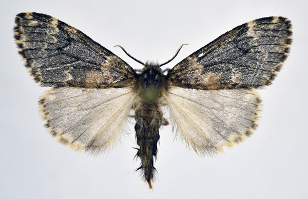 /filer/webapps/moths/media/images/I/inconspicua_Rhypopteryx_AF_NHMO.jpg