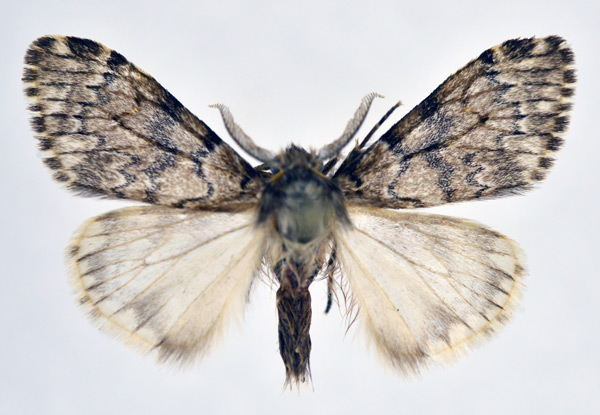 /filer/webapps/moths/media/images/I/inconspicua_Rhypopteryx_AM_NHMO.jpg