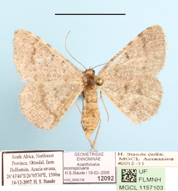 /filer/webapps/moths/media/images/I/inconspicuaria_Acanthovalva_AF_MGCLa_01.jpg