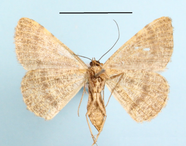 /filer/webapps/moths/media/images/I/inconspicuaria_Acanthovalva_AF_MGCLb_01.jpg